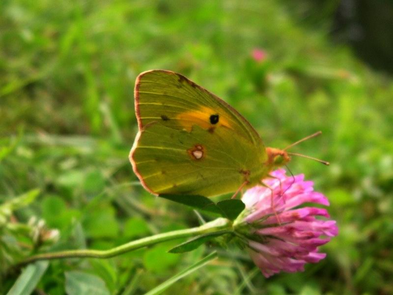 Colias crocea